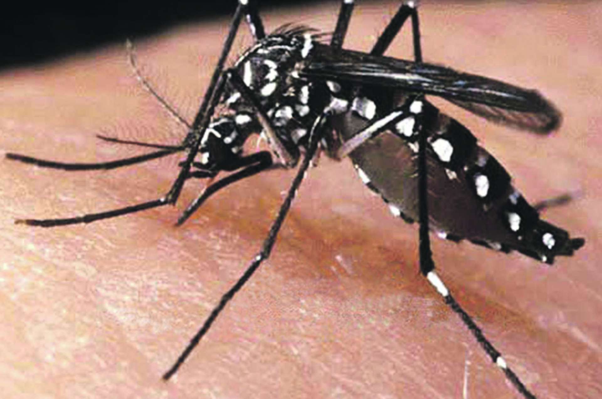 COMUNICADO RELEVANTE Nº 16_11-12-2019 - Terra Park Club Residence contra o Aedes Aegypti